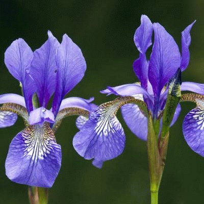 fleurs: iris