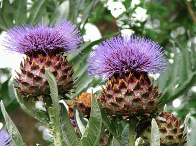 fleurs d 'artichaut