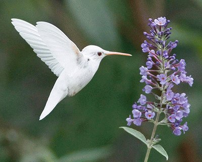 ColibrÃ­ blanco