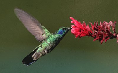 ColibrÃ­ con flor