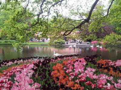 Keukenhof Gardens and Tulips Fields