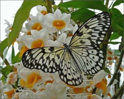 Cabbage White