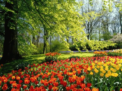 Beautiful Flower Garden  the Keukenhof