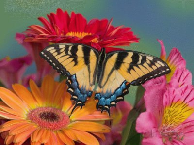 Gerbera 's and Butterfly