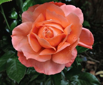 A Rose at Abbey House Garden