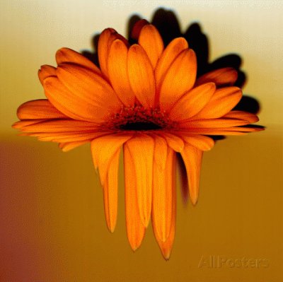 Melting Gerbera Flower