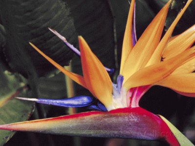 Bird of Paradise Flower