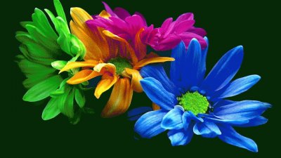 Colorful Flowers