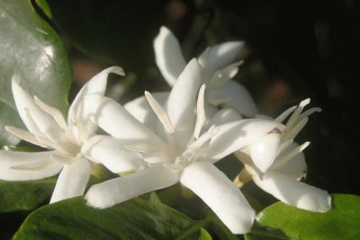 fleurs de cafÃ©ier