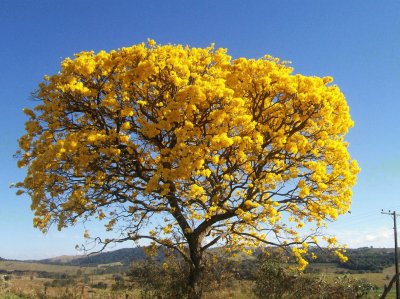 IpÃª amarelo