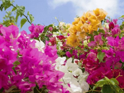 Bougainvillea