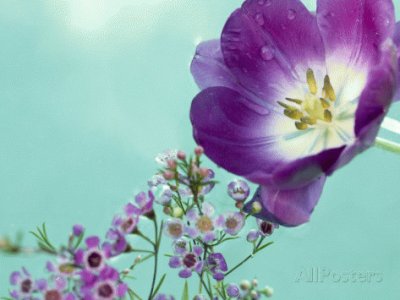 Flowers floating in Water