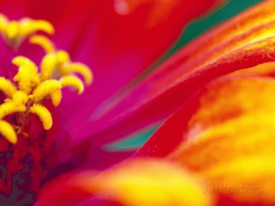 Whirligig Zinnia