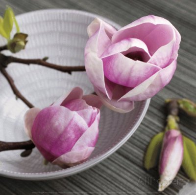 Magnolia on a Bowl