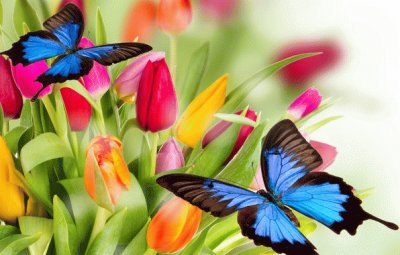 Tulips with Butterfly 's