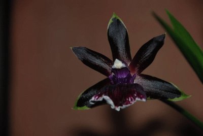 orchidÃ©e