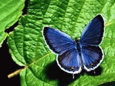 Borboleta Azul