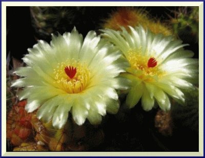 fleurs de cactus