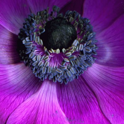 Purple Anemones