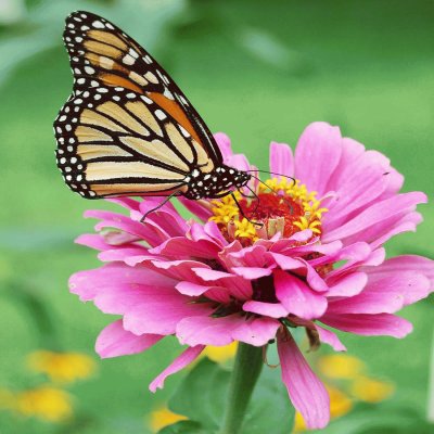 Mariposa en Flor 2