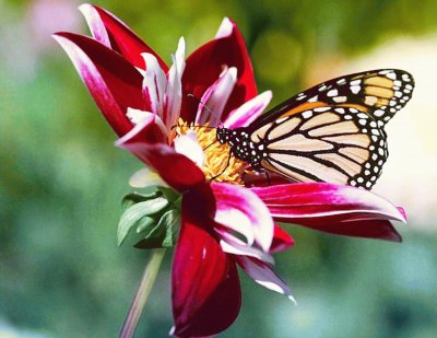 Mariposa en flor