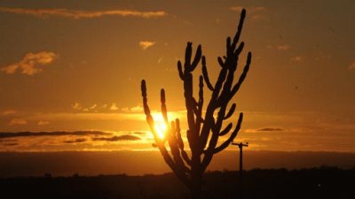 Caatinga