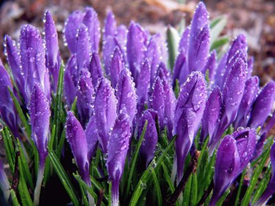 Morning Dew on Purple Spring Blossoms