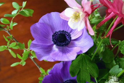 Spring Flower with Deep Purple Center