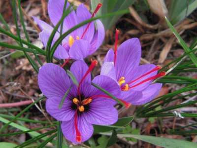 Purple Crocus  with Natural  Red Saffron