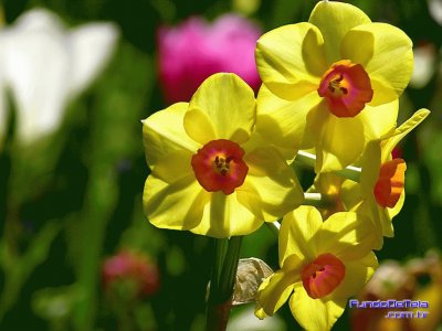 Flor Amarela Do Campo