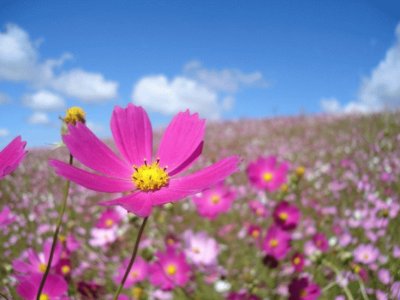 Flor do campo lilas