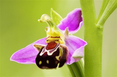 OPHRYS APIFERA