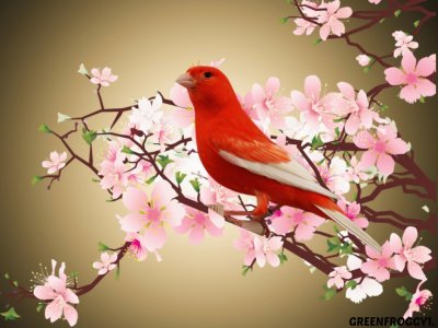 Red Bird in Springtime