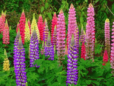 lupins