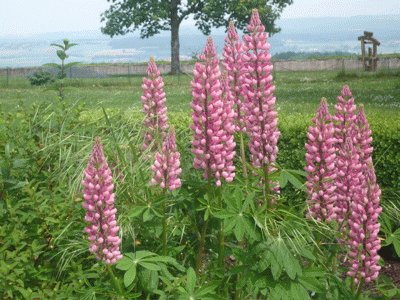 lupins