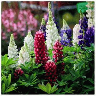 lupins