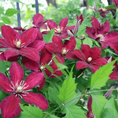 fleurs: clematite