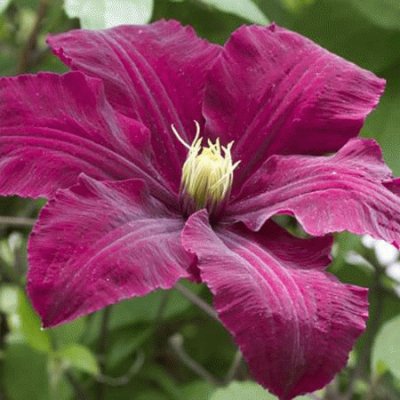 fleurs: clematite