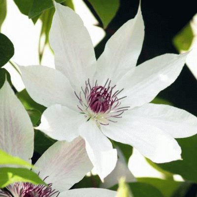 fleurs: clematite