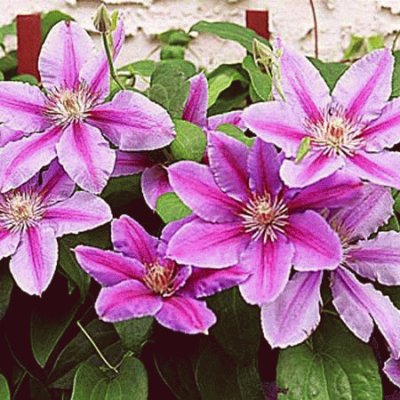 fleurs: clematite