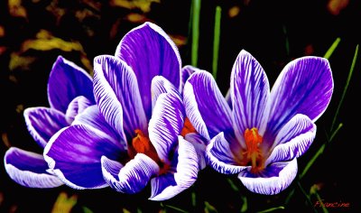 fleurs: crocus