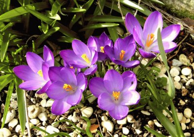 fleurs: crocus