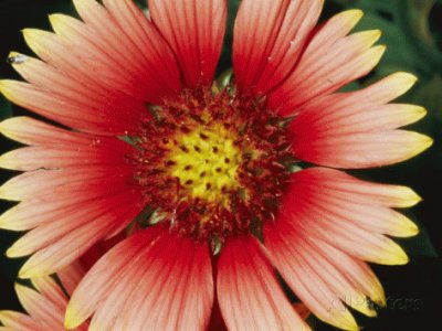 A close view of a Cactus Flower