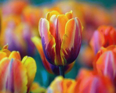 Colorful Tulips