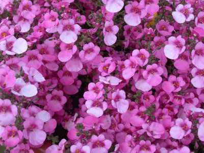 diascia