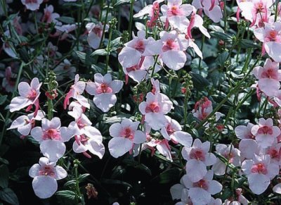 diascia