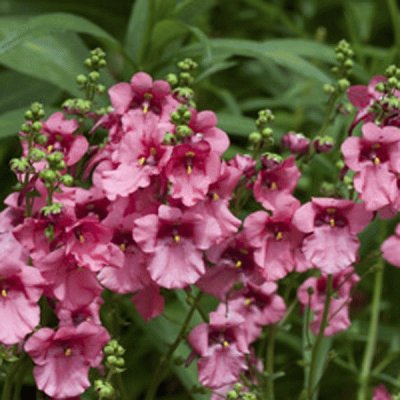 diascia