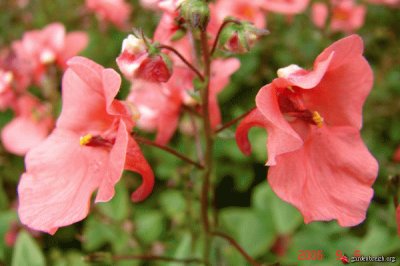 diascia