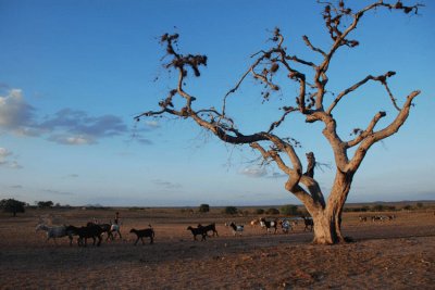 Caatinga