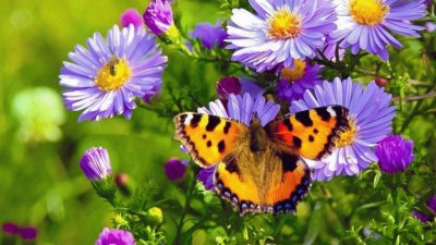 Butterfly on the Flowers